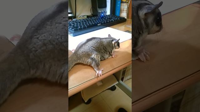 Momo不讓我們拿牛奶花生罐 смотреть онлайн