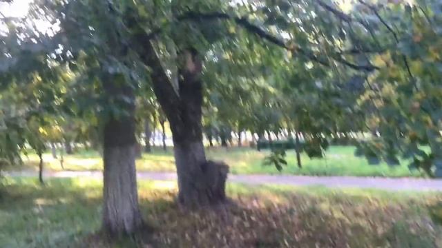 VLOG: Прогулочный.Ягоды,шишки,вороны подмосквички. Дышим лесом. смотреть онлайн