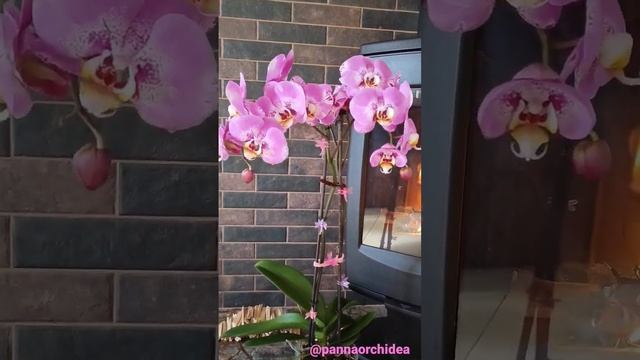 Phalaenopsis Fontano Victorio