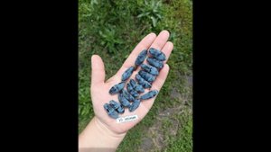 ЮГАНА сорт жимолости со сладкой ягодой