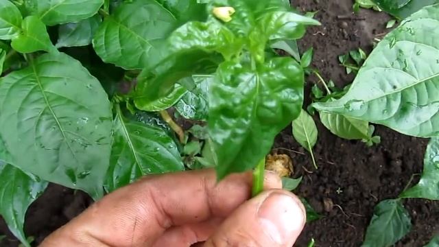 Выращиваем самый острый перец в мире на своём участке смотреть онлайн