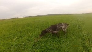 Курцхаар - душа охоты.