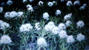 Багульник болотный:лечебные свойства и противопоказания.