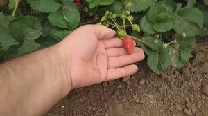 Результат размножения клубники Посадка.