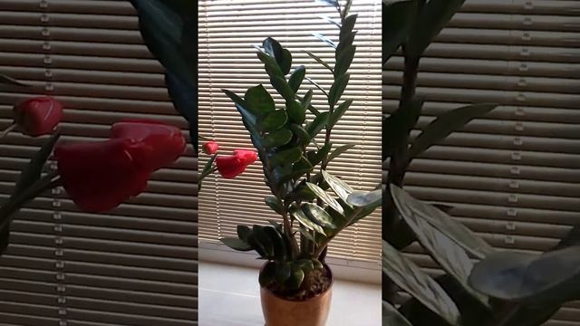 Мои растишки №7 /домашние цветы/Замиокулькас, долларовое дерево/Хлорофитум смотреть онлайн