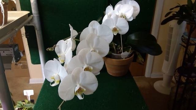 Orchid Phal  'White Snow'
