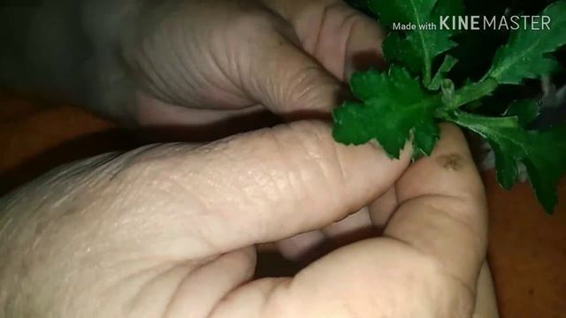 Укореняем хризантемы смотреть онлайн
