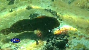 Обыкновенная морская собачка. Рыбы Черного моря. Parablennius sanguinolentus rusty blenny