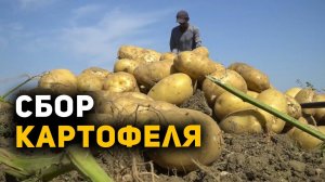 В Дагестане в разгаре уборка картофеля