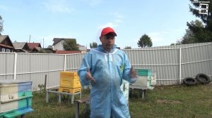КУДА ИСЧЕЗАЮТ ПЧЕЛЫ В АВГУСТЕ - СЕНТЯБРЕ? КЛЕЩ ВАРРОА И ВИРУСЫ. ДЛЯ НАЧИНАЮЩИХ ПЧЕЛОВОДОВ 23-21