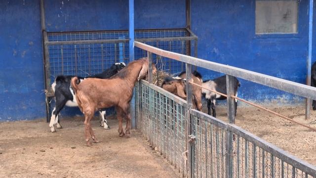 Вислоухие красавцы! Тайган смотреть онлайн