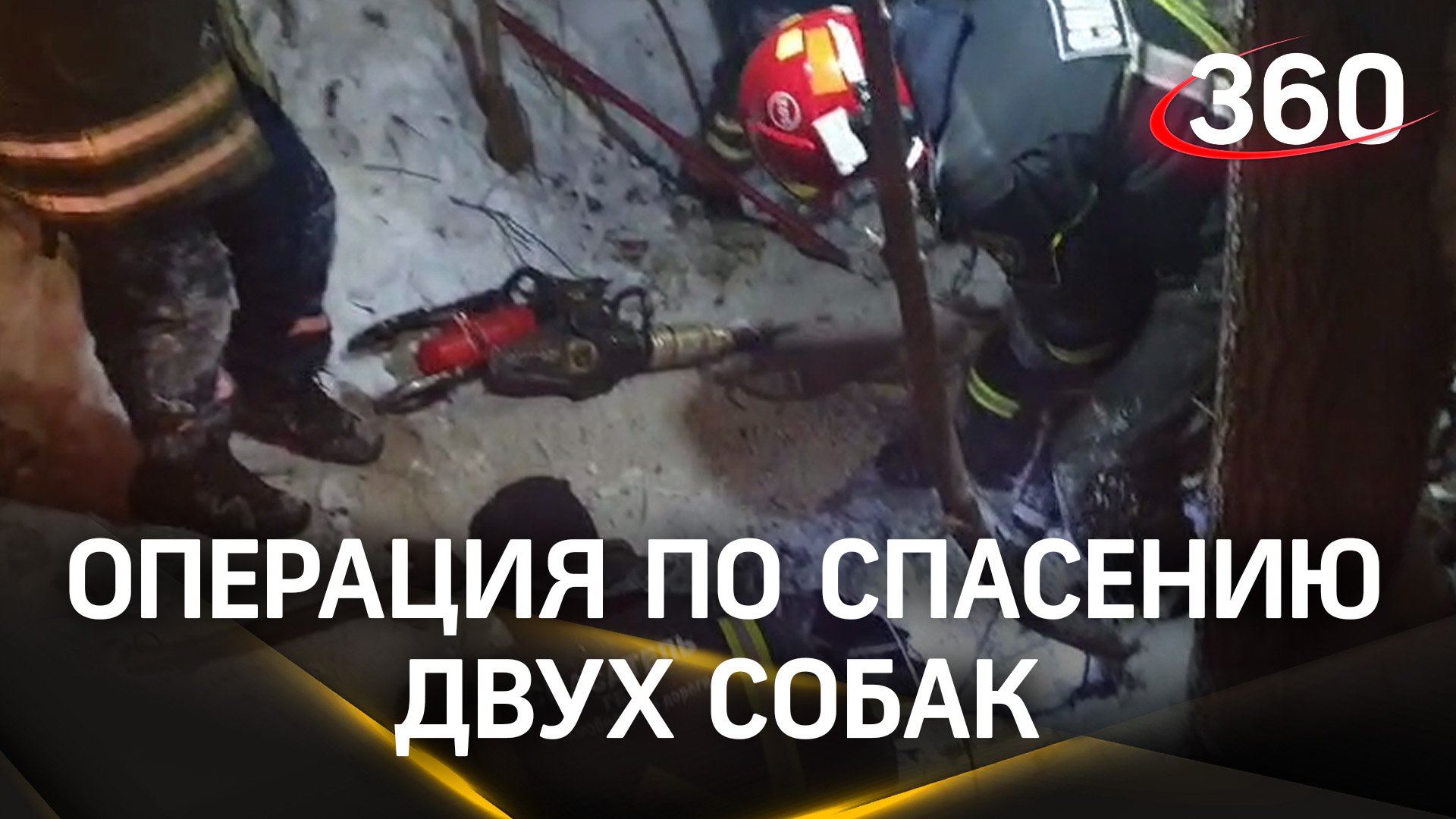 Спасатели из Мособлпожспаса спасли двух собак, которые застряли под бетонной плитой в Лобне