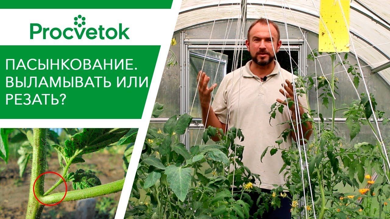 Правильное пасынкование томатов. Пасынки помидоров вырезать или выламывать?