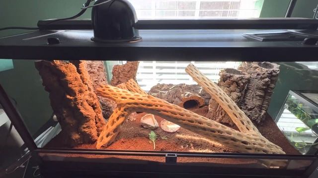 Pygmy mulga monitor 1 year update, habitat changes смотреть онлайн