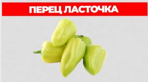 Перец Ласточка Описание Сорта и Отзывы