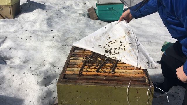 Весенняя ревизия | Как зверь сожрал улей смотреть онлайн