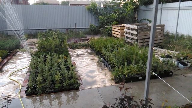 Питомник растений Родная земля. Полив.