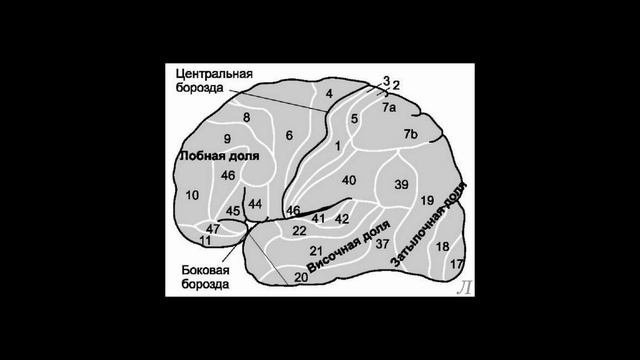 5.5 Сознание. Лобная кора