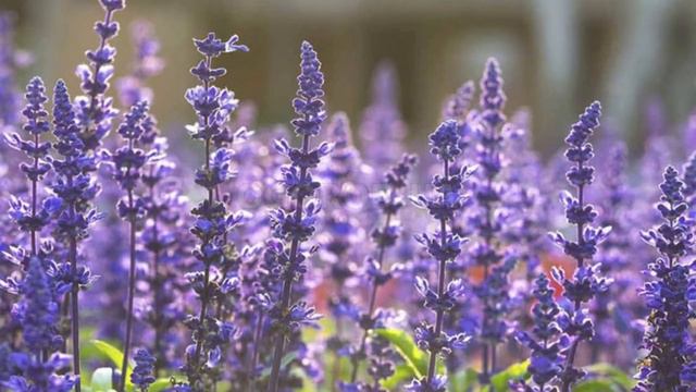 🌱Әр ҮЙДЕ болуы тиіс ЕМДІК ШӨПТЕР | #денсаулық #гүлдер #қазақша смотреть онлайн