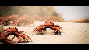 Crab Rave-air horn remix