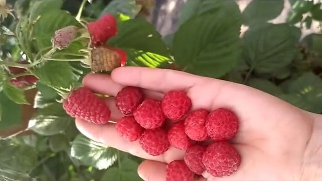 Малина Джорджия, очень ранний и сладкий сорт. Аромат лесной малины. смотреть онлайн