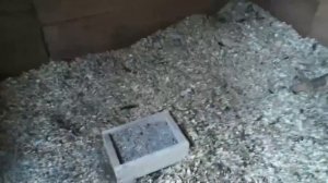 Зола и куры. Делаю коробки для золы, которые поставлю в курятники для дезинфекции и подкормки кур.