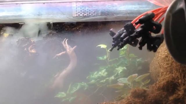 Ионный ветер. Ионизатор в палюдариуме/флорариуме смотреть онлайн