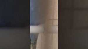 Как выбрать молодого волнистого попугая ???