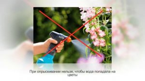 БЕЛОПЕРОНЕ, ЮСТИЦИЯ, ЯКОБИНИЯ цветет круглый год! Советы по уходу в домашних условиях