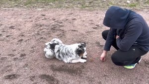 Дрессировка щенка аусси. Выдержка на еду.