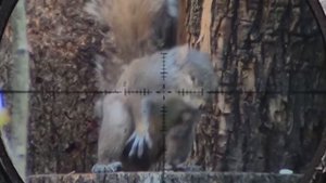 леший 7.62