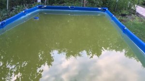 Чем очистить бассейн от зелени