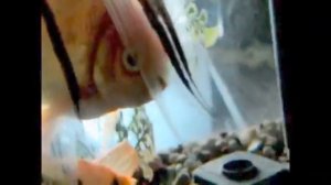 Золотая рыбка жрёт чёрную моллинезию