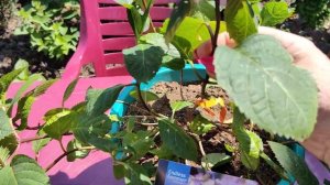 Гортензия #Endless Summer Bloom Star.