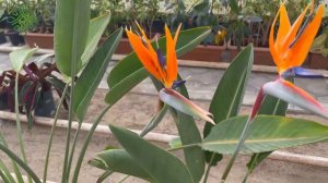 Strelitzia Reginae bitkisinə qulluq qaydası #StrelitziaReginae