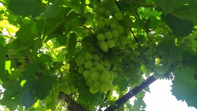сорт винограду "Галбена Ноу" смотреть онлайн
