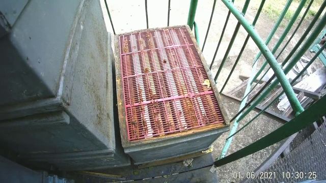 Откачал Белую АКАЦИЮ.Наделал-100 отводков,поставил вощину.Минимум затрат и времени. смотреть онлайн