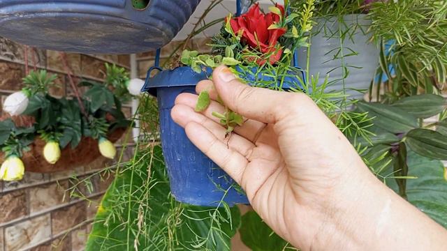 Summer vertical garden /best air purifier hanging plants/easy to grow for beginners смотреть онлайн