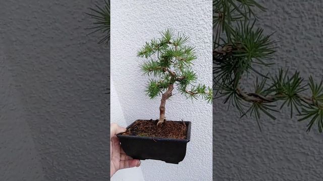 Bonsai Larix kaempferi смотреть онлайн