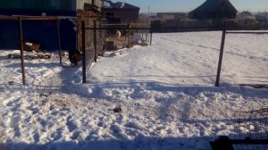 Вьетнамские вислобрюхие свиньи. Личный опыт. Зимнии выгул.