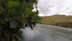 Ловля форели в горных реках Новой Зеландии, лето, январь, 2017 г.