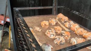 Розочка горячего копчения из обрези лосося