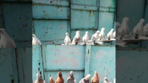 Голуби Казахстан узбекской породы