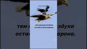 Ворон против ОРЛА!
