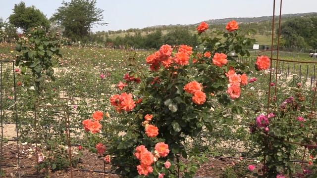 цветение роз, сорта ля калисон, эбав оул, велендшпиль, питомник роз полины козловой rozarium.biz смотреть онлайн