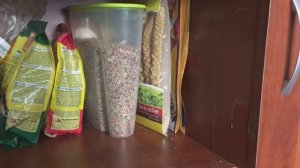 Содержание лесных птиц дома. Урагусы. Мой опыт. Обзор и советы по уходу