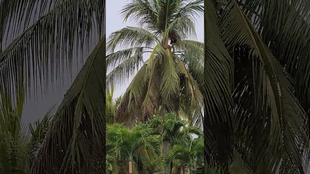 Would you climb a coconut tree?🌴 🥥