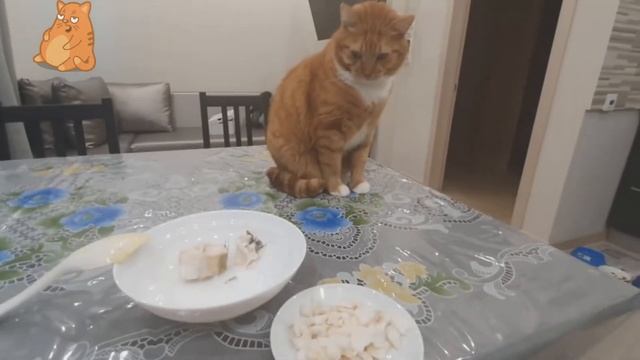 Обзор Корм для Кошек Своими Руками для Ленивых. Хек на Пару для Котика. Рыба для Котика. Блог Кота смотреть онлайн