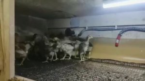 Наши цыплята. Как отличить петушка от курочки