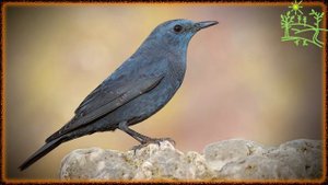 Голоса птиц Как поёт Дрозд синий каменный (monticola solitarius).mp4